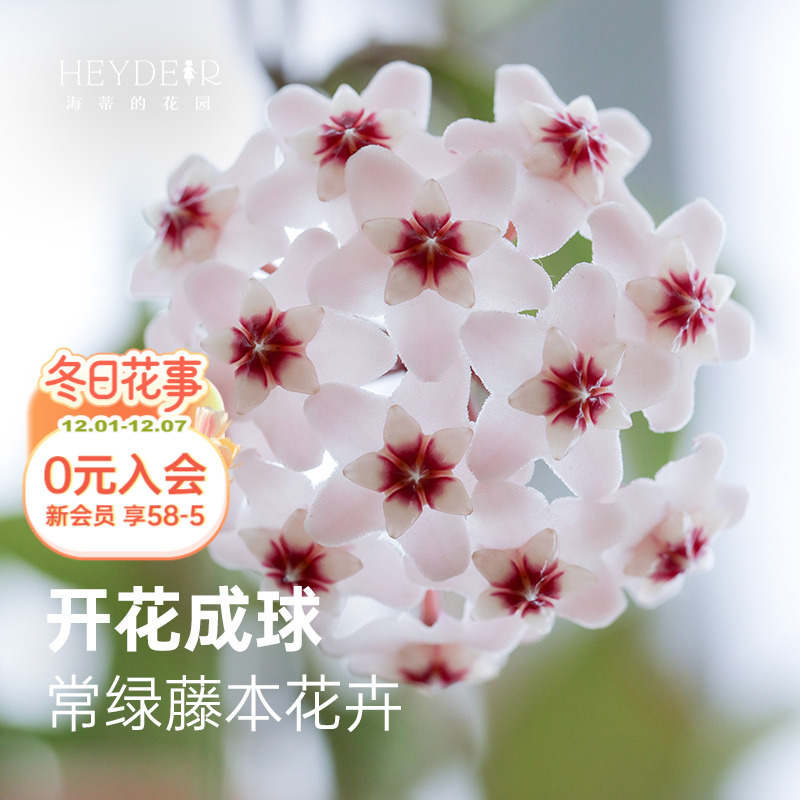 球兰耐阴开花植物花卉