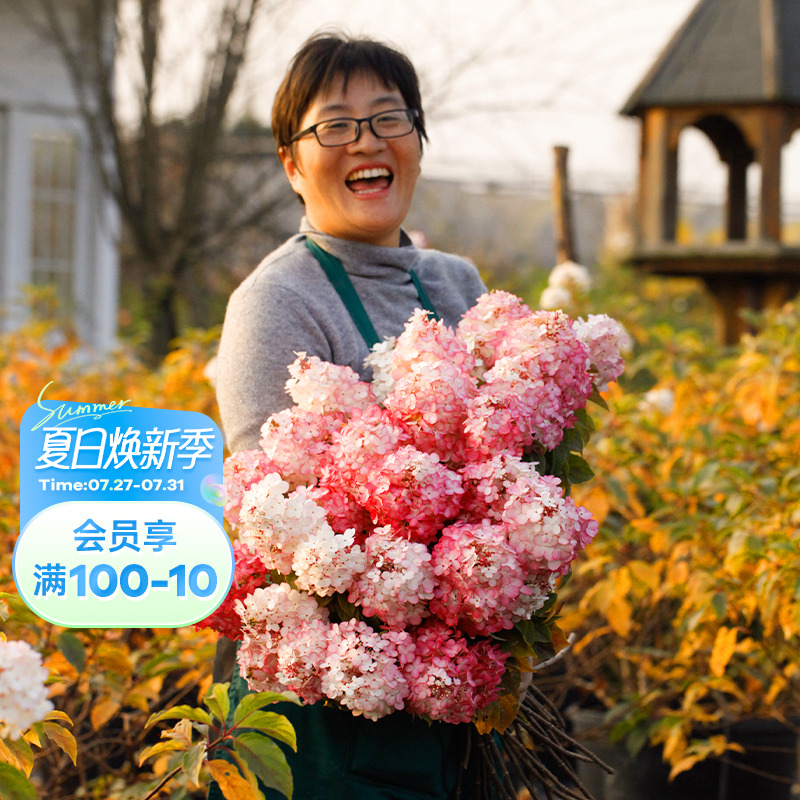 海蒂的花园圆锥绣球夏季花卉阳台