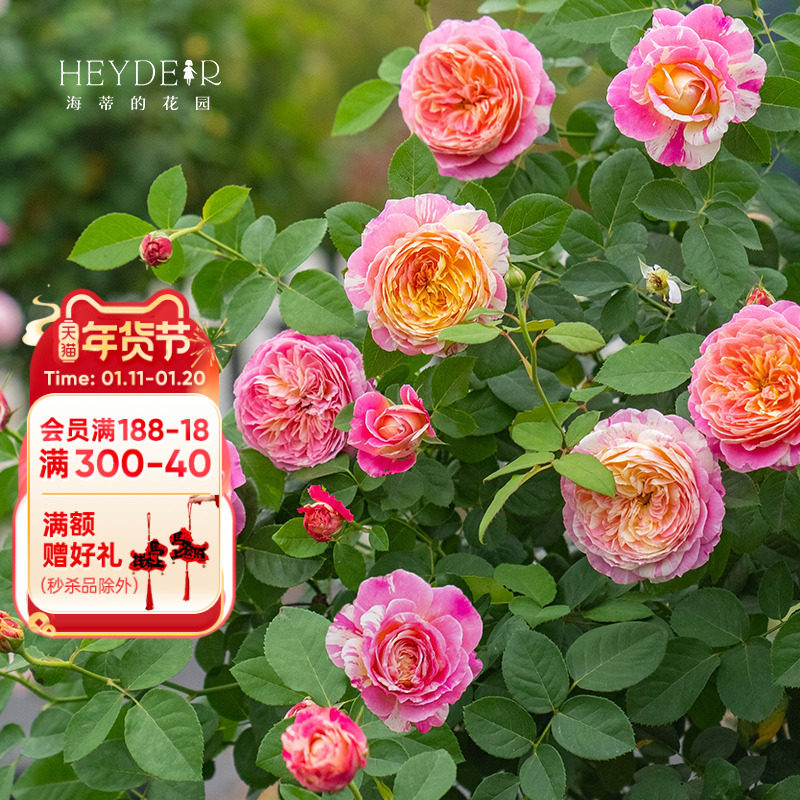 海蒂的花园 莫奈直立月季欧月四季好养阳台庭院花卉植物盆栽花苗,鲜花速递/花卉仿真/绿植园艺,月季/蔷薇/玫瑰,淘宝优惠券,粉丝福利购,淘宝优惠卷