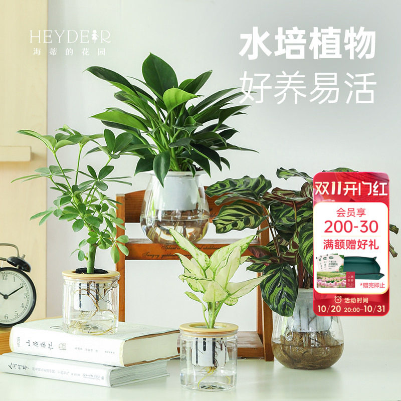 海蒂的花园办公室绿植水培植物铂金钻滴水观音发财树盆栽室内植物