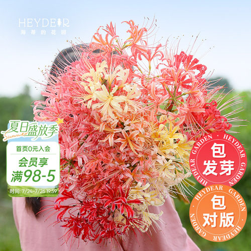 海蒂的花园彼岸花石蒜多年生种球