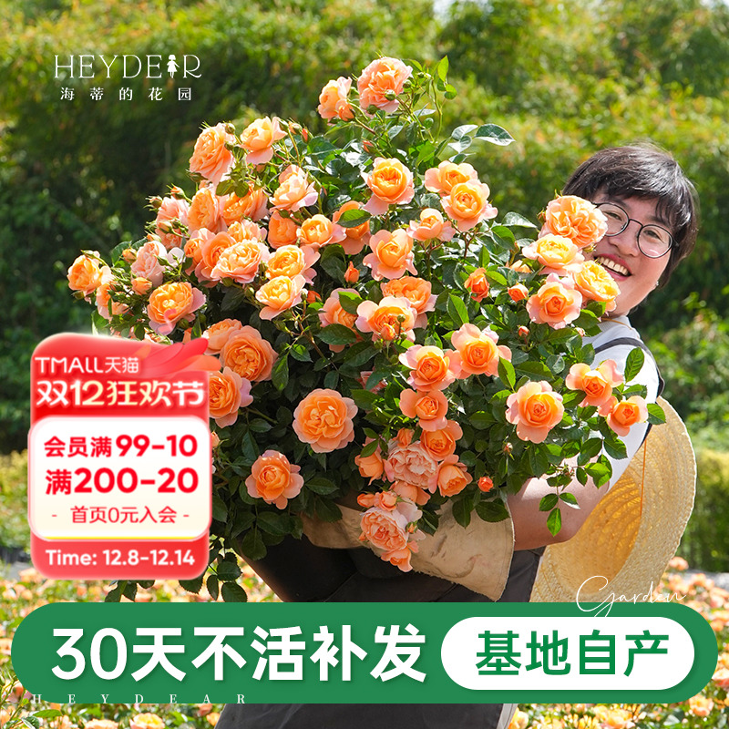 海蒂的花园果汁阳台月季新手推荐