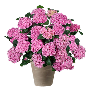 海蒂的花园大花绣球妖精之吻绣球花苗阳台庭院木本花卉盆栽植物