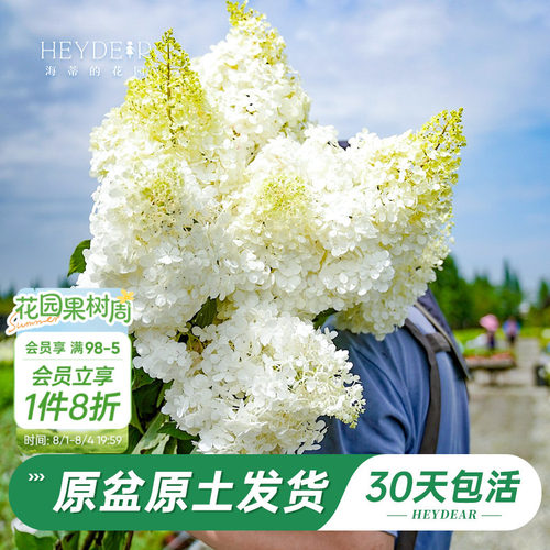 耐寒耐晒绣球北方地区露地过冬