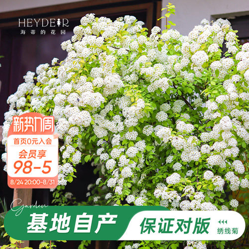 海妈家耐寒花灌木北方露天过冬