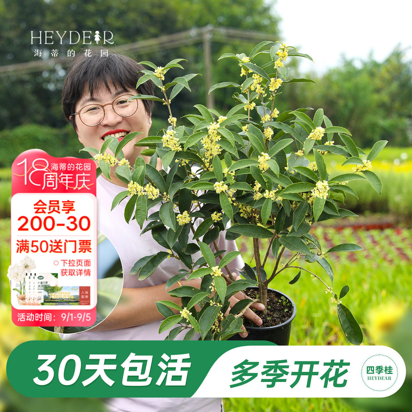 海妈家多季节开花桂花盆栽图片