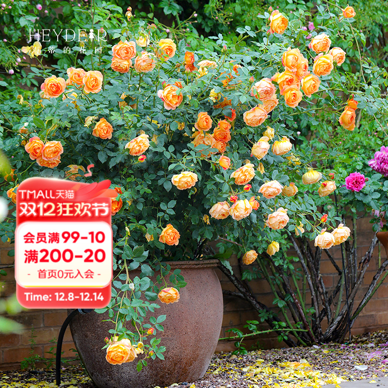 海蒂的花园夏洛特夫人阳台花卉