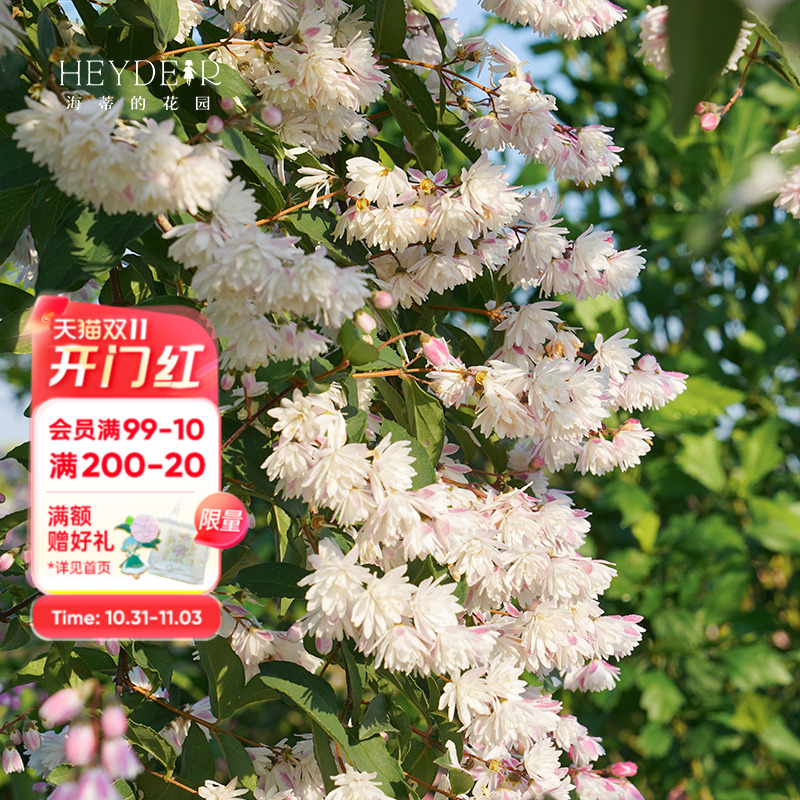 海蒂的花园溲疏爱丽丝粉铃铛等庭院楼顶造景花灌木花卉植物盆栽苗