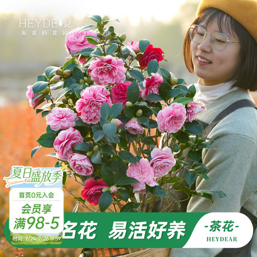 茶花盆栽带花苞30天不活包赔