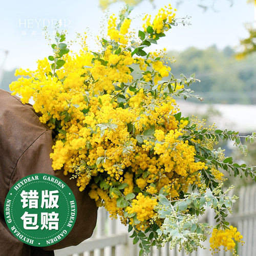 海妈家银叶金合欢冬季开花