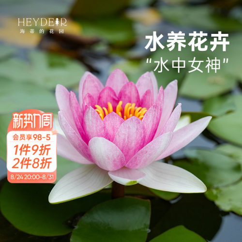 海蒂的花园夏季开花睡莲裸根