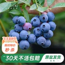 海蒂 花园旗舰店蓝莓树果苗北方庭院盆栽水果树苗阳台花卉绿植