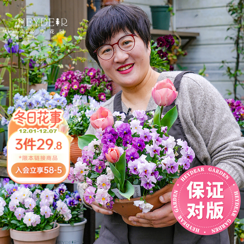 角堇盆栽小苗花期长花量大