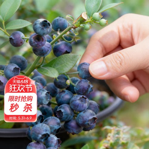 海蒂的花园旗舰店蓝莓树果苗北方可种绿植庭院盆栽蓝莓树果苗阳台