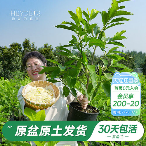 当年开花黄角兰树苗四季观叶好养