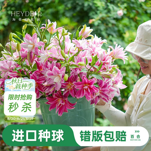 进口百合种球易养易开花