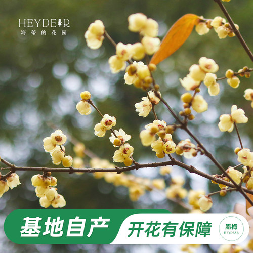 海蒂的花园腊梅花苗易活好养