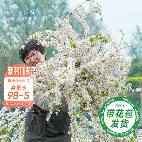 海妈家雪柳盆栽带花苞发货