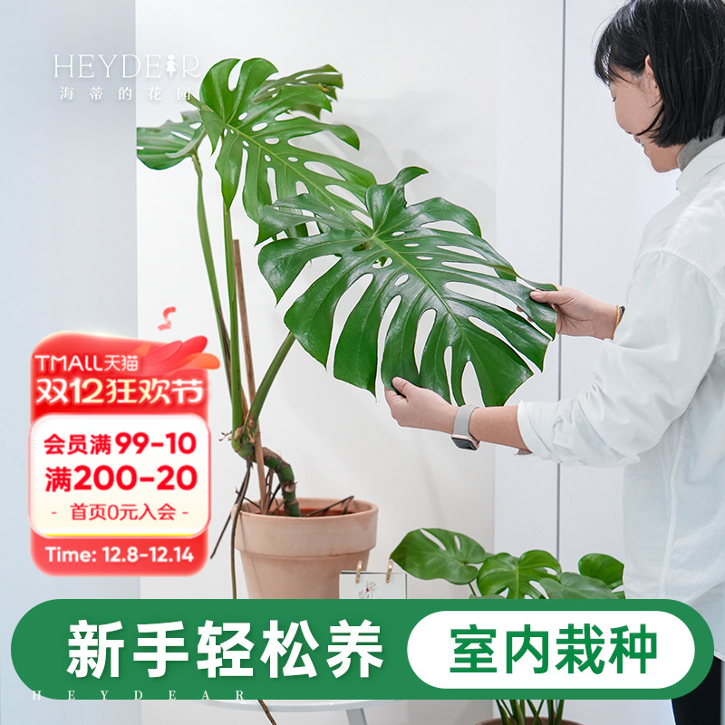 室内观叶绿植新手易养