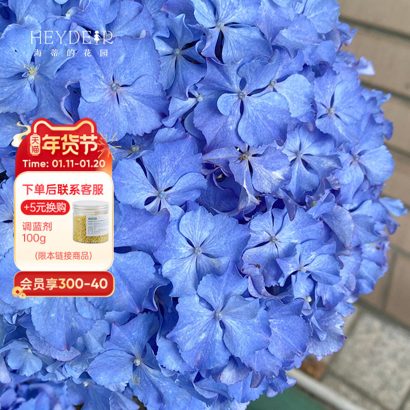 海蒂的花园 莱昂卷边大花绣球花苗阳台庭院多年生花卉植物盆栽苗,鲜花速递/花卉仿真/绿植园艺,绣球/木绣球/木本植物,淘宝优惠券,粉丝福利购,淘宝优惠卷
