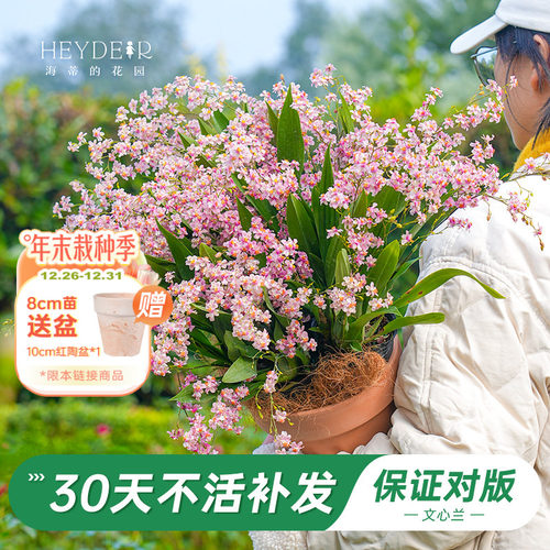 梦香文心兰室内开花香气四溢