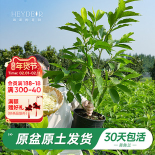 海蒂的花园旗舰店黄葛兰黄角兰白兰屋顶庭院植物香味花卉树苗盆栽