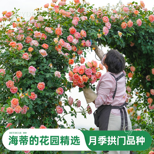 海蒂的花园旗舰店大拱门月季花苗爬藤月季龙沙宝石舍农索城堡女人