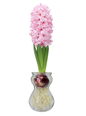 进口风信子60天开花