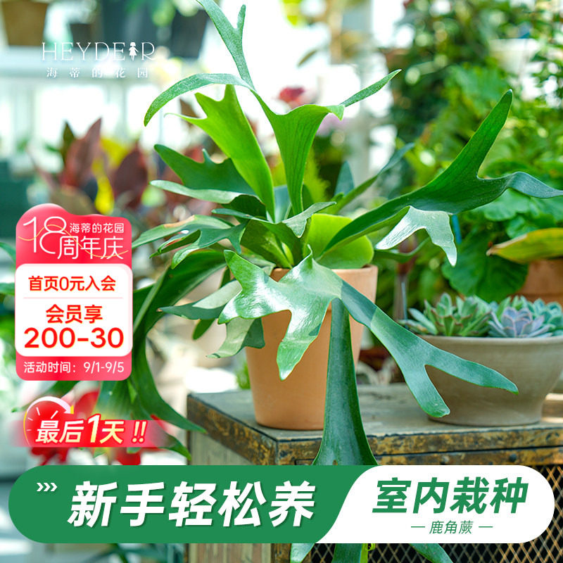 海蒂的花园旗舰店鹿角蕨绿植盆栽室内花卉植物客厅办公室桌面绿植