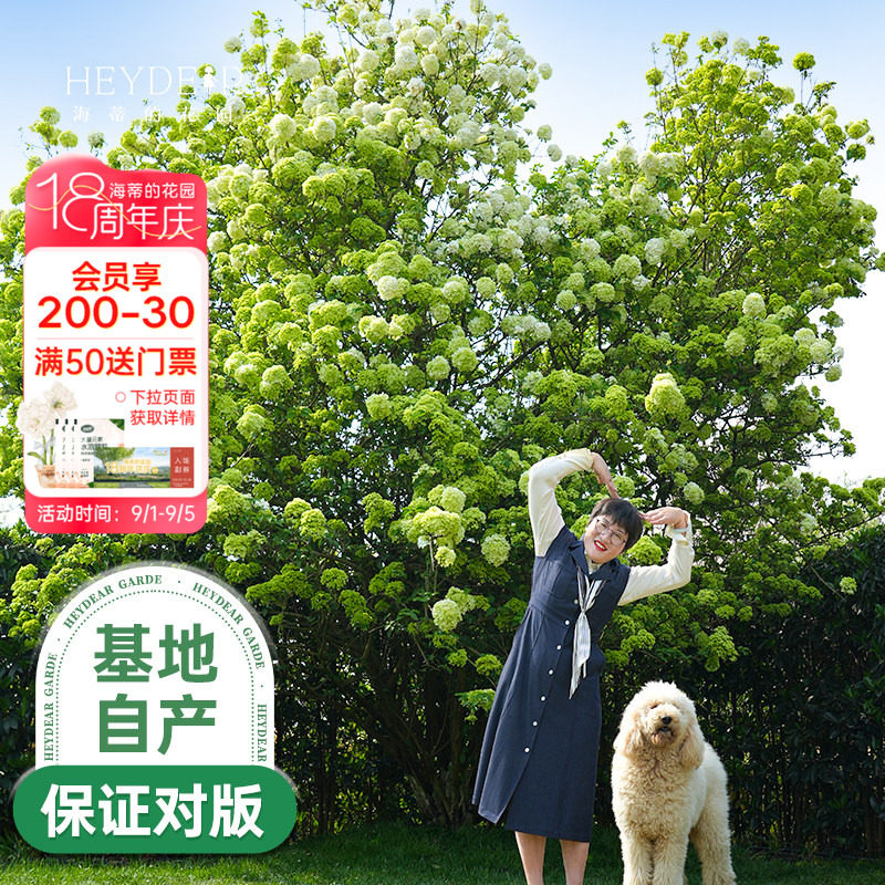 中华木绣球海蒂的花园图片