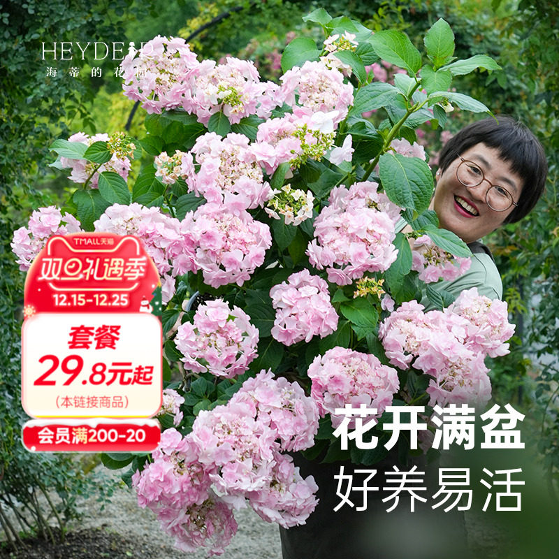 海蒂的花园旗舰店大花绣球花手鞠无尽夏花园阳台庭院花卉盆栽苗