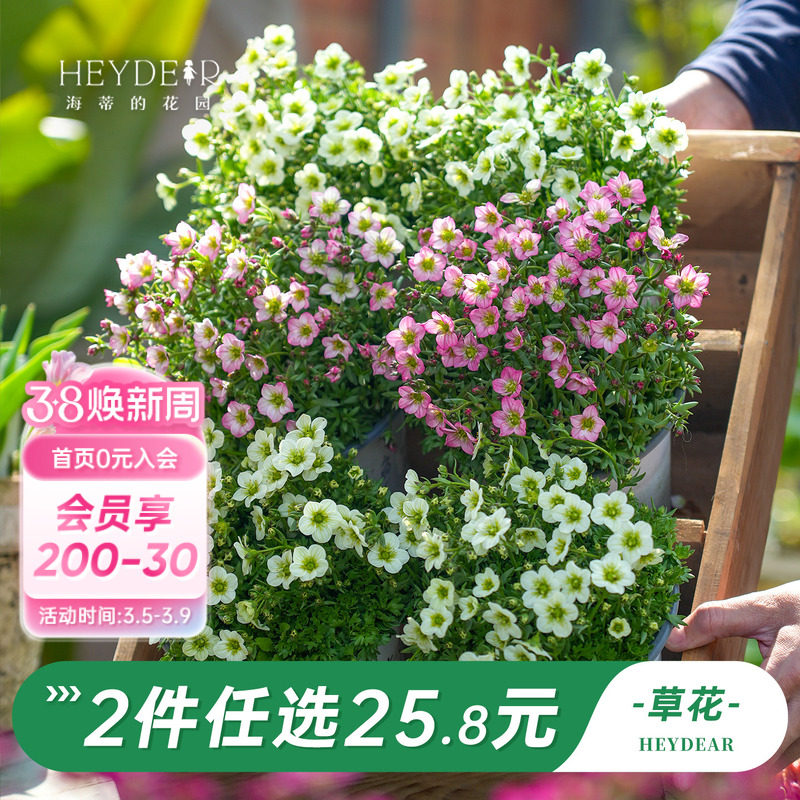 海蒂的花园旗舰店紫罗兰风铃草虎耳草盆栽花卉阳台开花植物