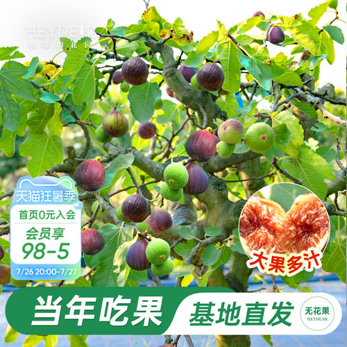 无花果盆栽大果特级高品质易养活