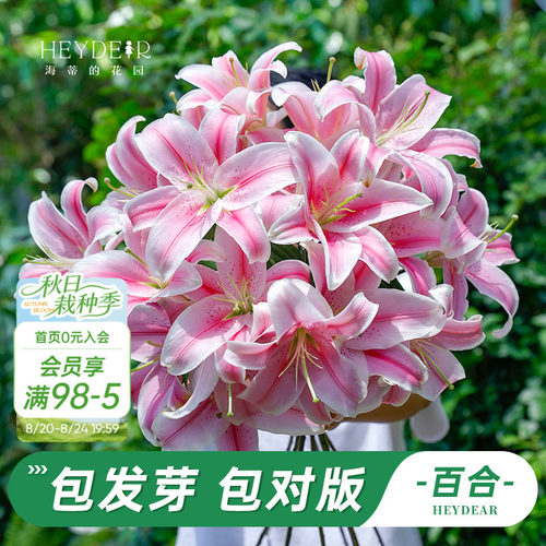 进口百合种球包发芽包对版