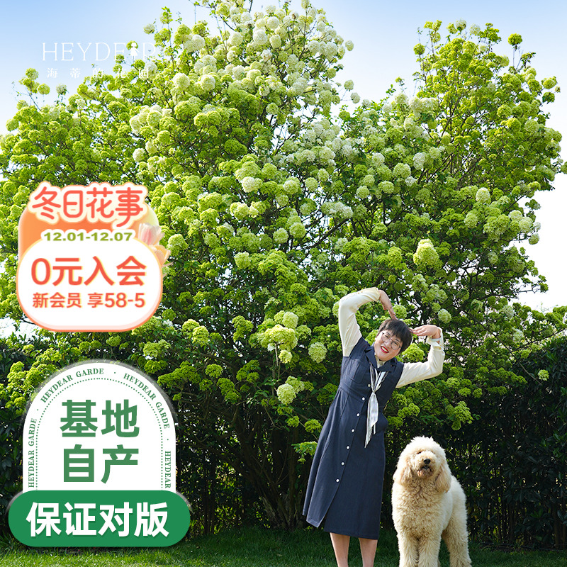 中华木绣球海蒂的花园