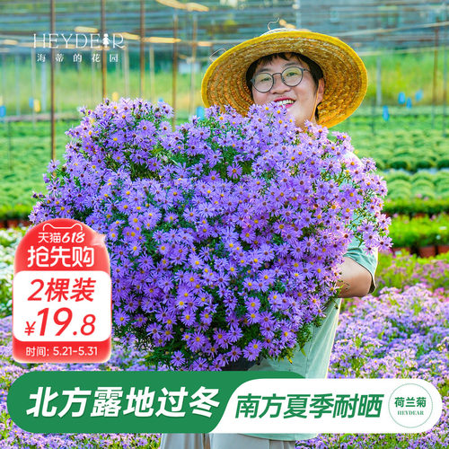 南方耐热北方露地过冬的菊花盆栽