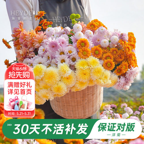 洋菊盆栽花苗易养易爆花