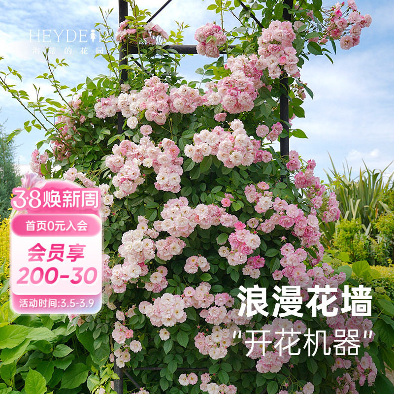 海蒂的花园 苹果花爬藤月季春季花量大颜色美庭院花卉植物盆栽苗