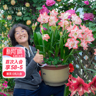 海蒂 花园旗舰店朱顶红种球红红火火进口开花球年宵花卉室内可种