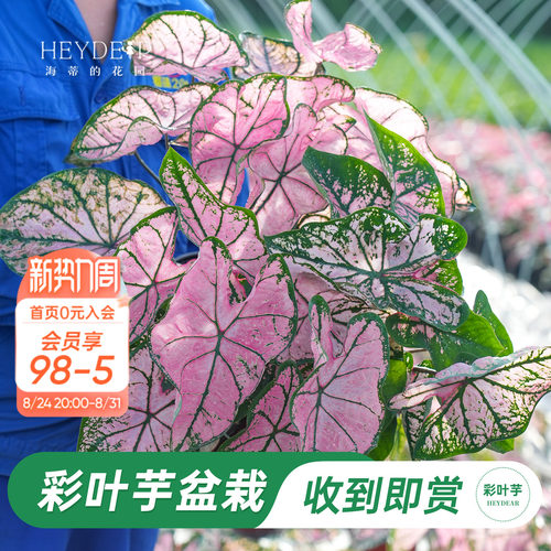 海蒂的花园彩叶芋盆栽苗