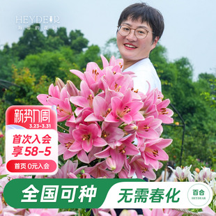 海蒂 花园旗舰店百合种球全国可种进口百合球根花卉植物春季