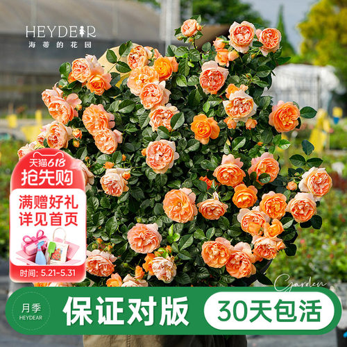 品牌优选月季30天包活