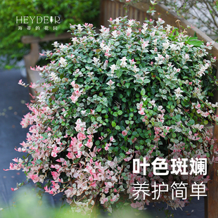 花园旗舰店花叶络石观叶植物花卉盆栽 海蒂