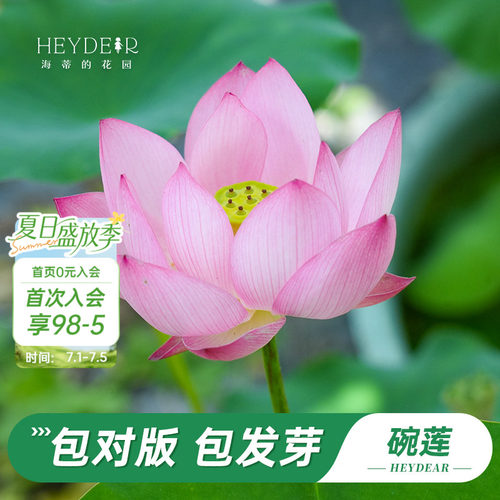 海蒂的花园水培碗莲苗