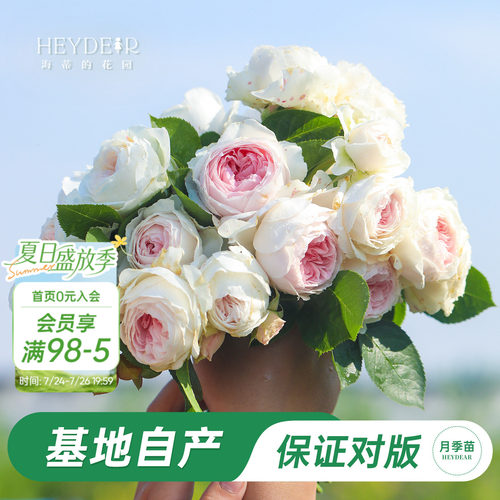 海蒂的花园月季粉色庭院盆栽苗
