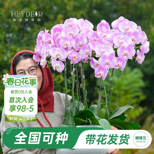 【品牌保障】A级蝴蝶兰带花发货
