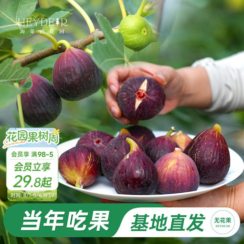 海妈家自产无花果盆栽苗