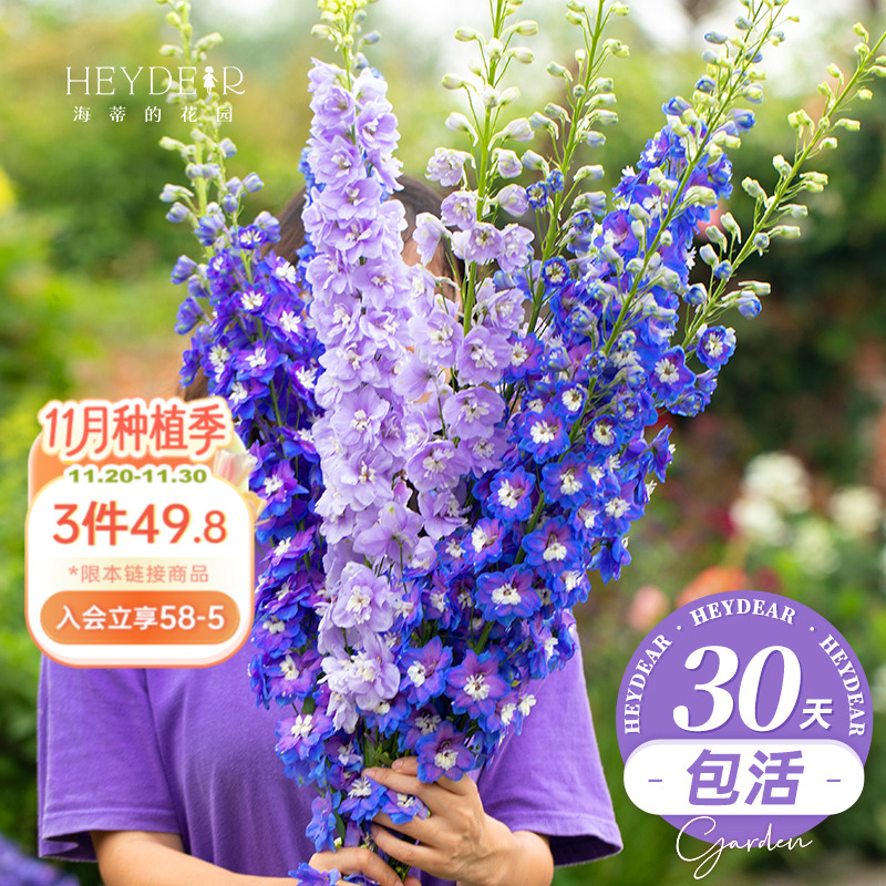 海蒂的花园飞燕草盆栽苗