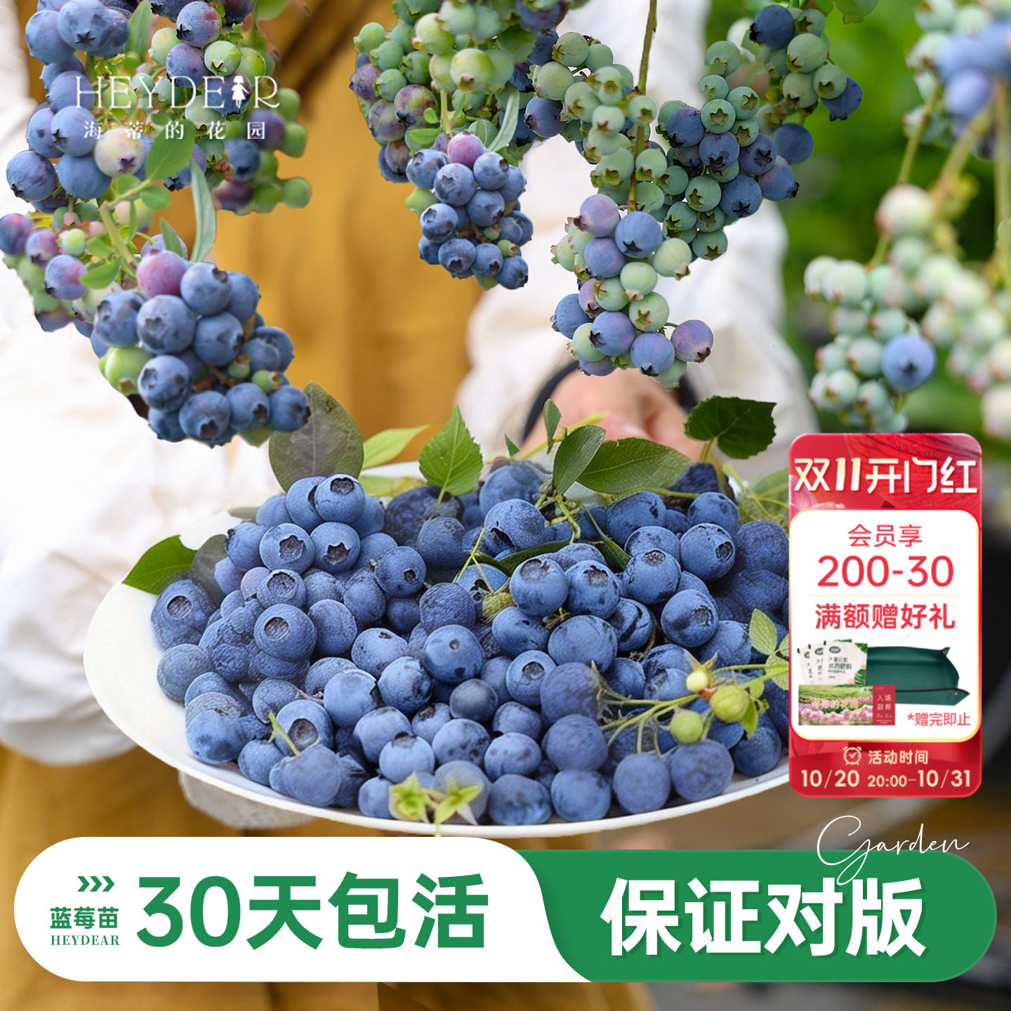 海蒂的花园旗舰店蓝莓苗南方北方庭院盆栽水果苗阳台绿植海妈家