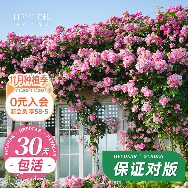 海蒂的花园藤本蓝色阴雨植物易活